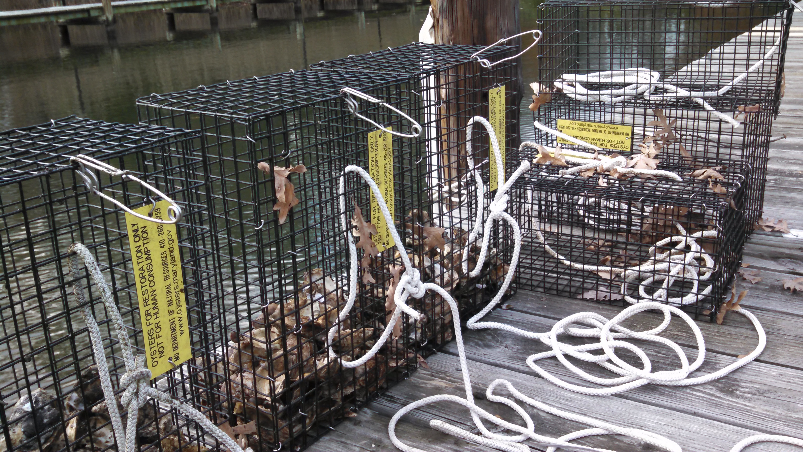 oyster cages